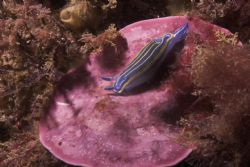 A dorid nudibranch (Hypselodoris villafranca) crawling ov... by Joao Pedro Tojal Loia Soares Silva 